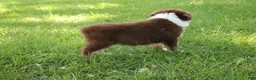 Australian Shepherd dogs for sale: Shelby - Ad 2