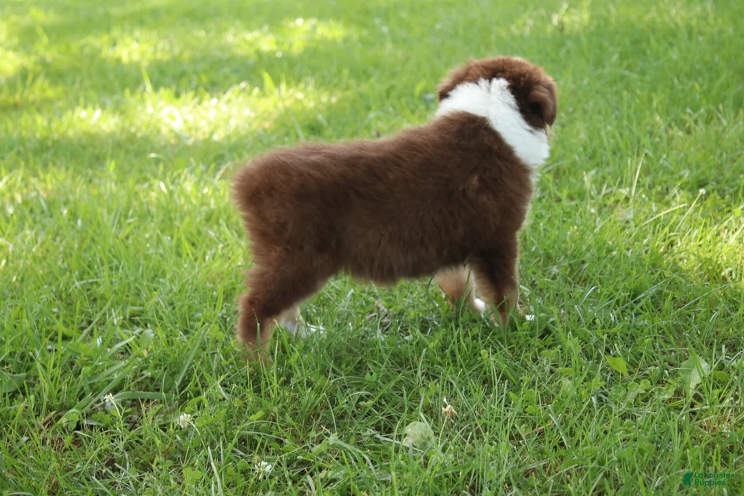 Australian Shepherd dogs for sale: Shelby - Ad 2