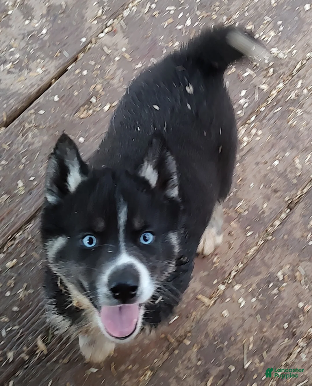 Siberian Husky dogs for sale: Siberian Husky Puppy 3 - Ad 1