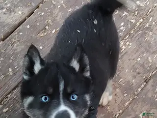 Siberian Husky dogs Siberian Husky Puppy 3 - Ad 38