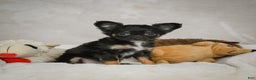 Chihuahua dogs for sale: Little Tom - Ad 4