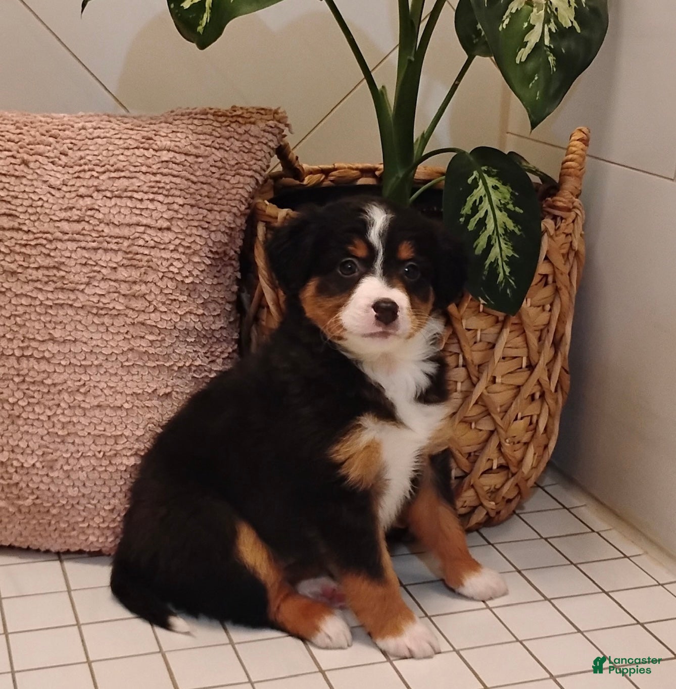 Mixed Breed dogs Sprinkles - Ad 1