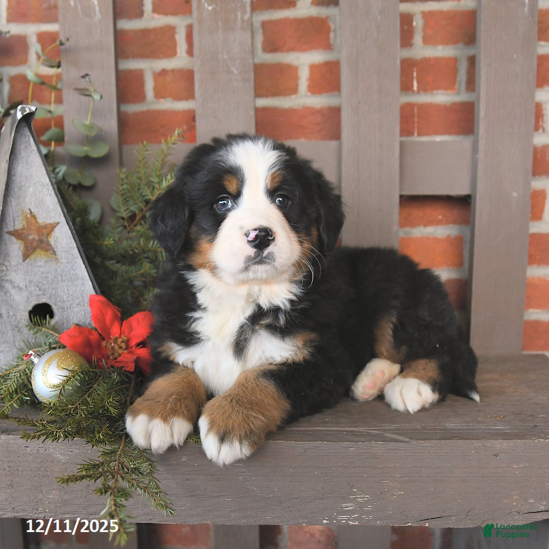 Bernese Mountain Dog dogs for sale: Bentley - Ad 3