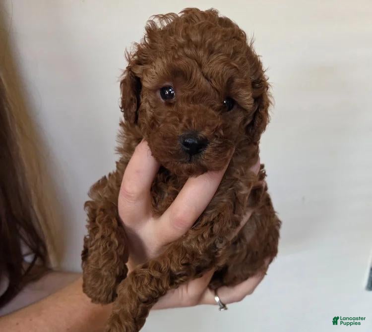 Cavapoo dogs Harley - Ad 26