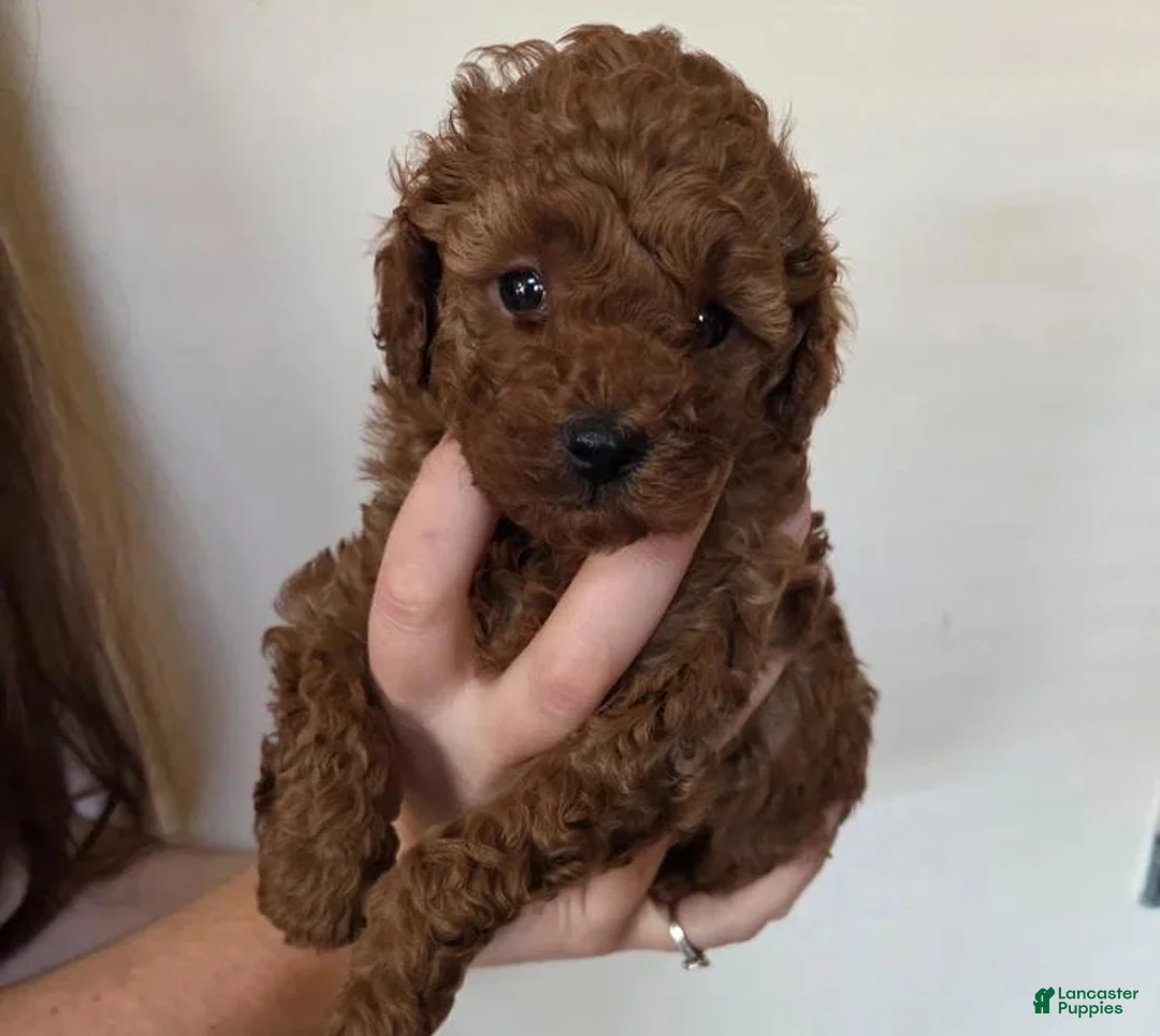Cavapoo dogs for sale: Harley - Ad 1