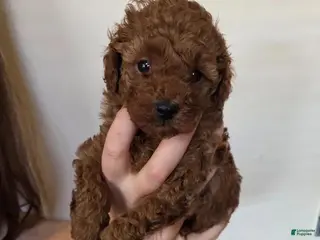 Cavapoo dogs Harley - Ad 26