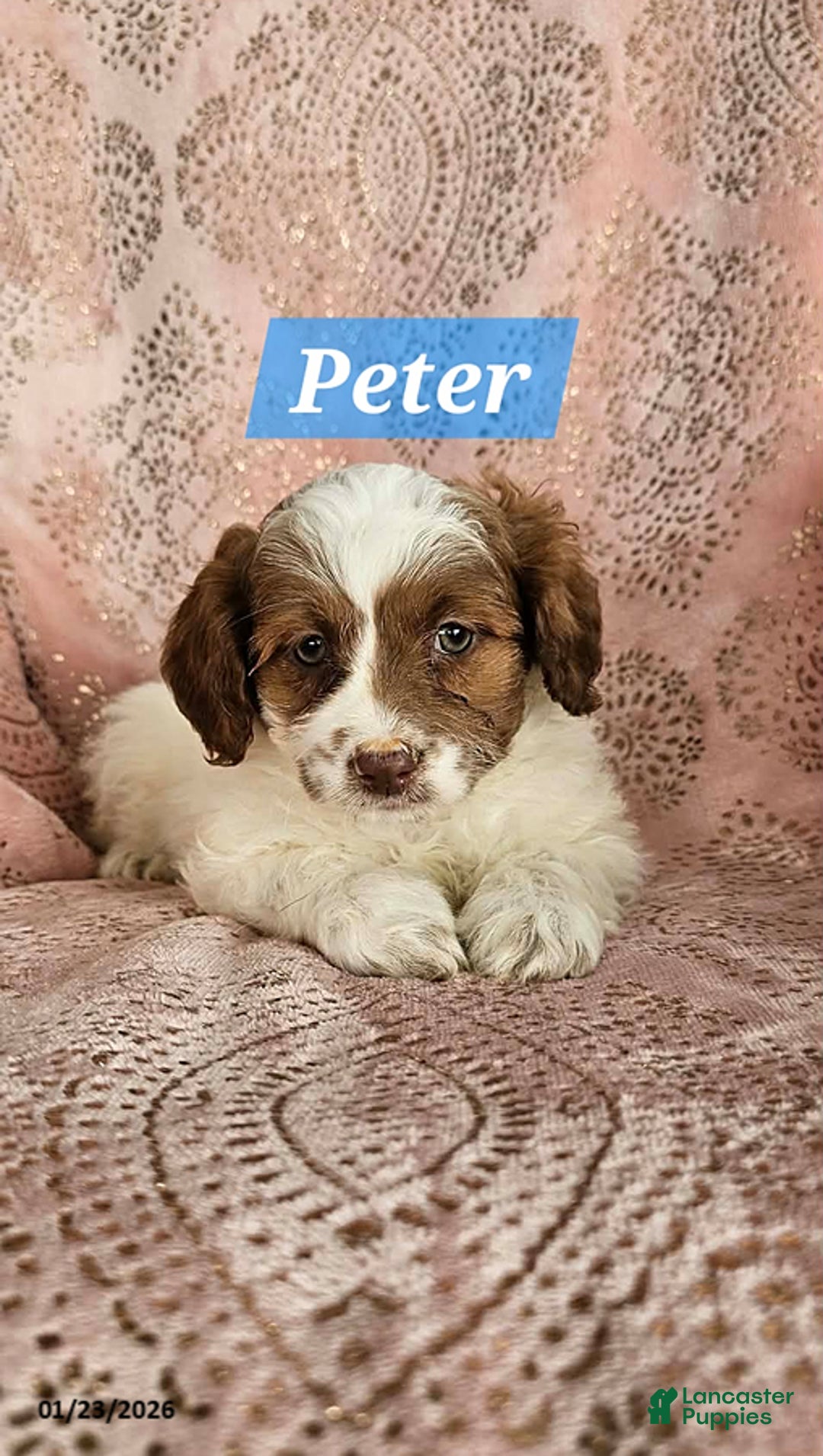 Shihpoo dogs for sale: Peter - Ad 5