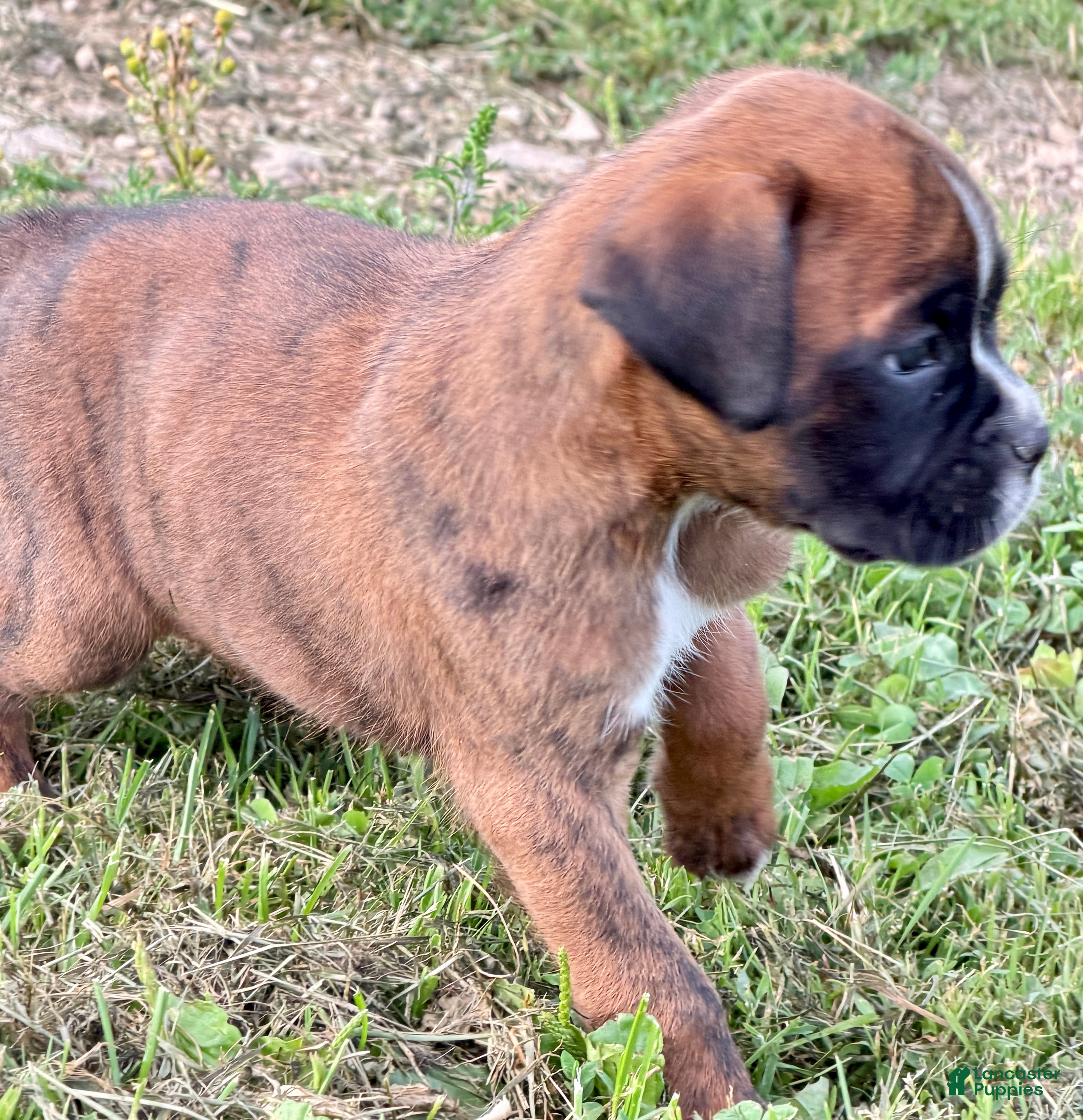 Boxer dogs REMINGTON - Ad 2