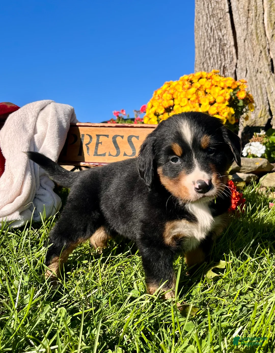 Bernese Mountain Dog dogs for sale: Raven❤️AKC Genetic Tested American Champion - Ad 1