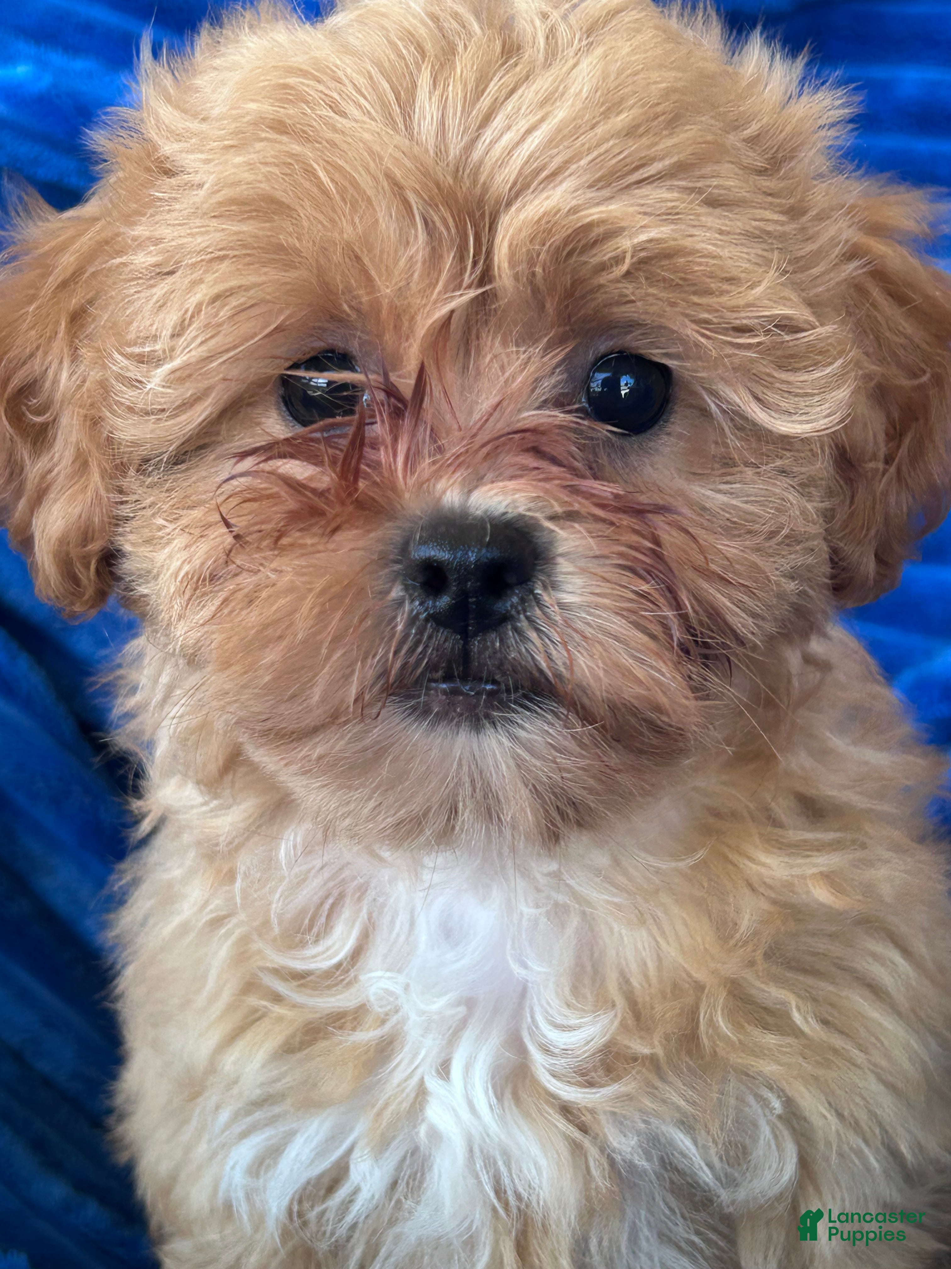 Shihpoo dogs LUCY - Ad 2