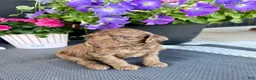 Standard Poodle dogs for sale: Black Collar   - Ad 20