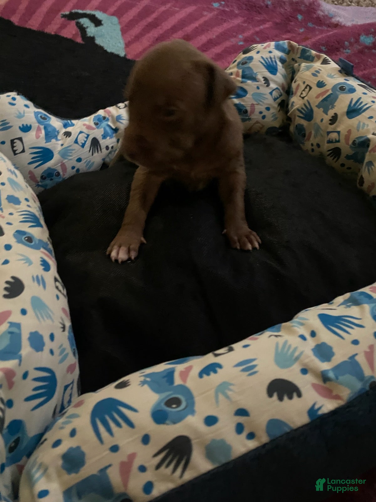 Mixed Breed dogs for sale: Boy 3 - Ad 1