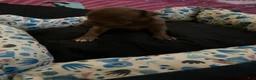 Mixed Breed dogs for sale: Boy 3 - Ad 1