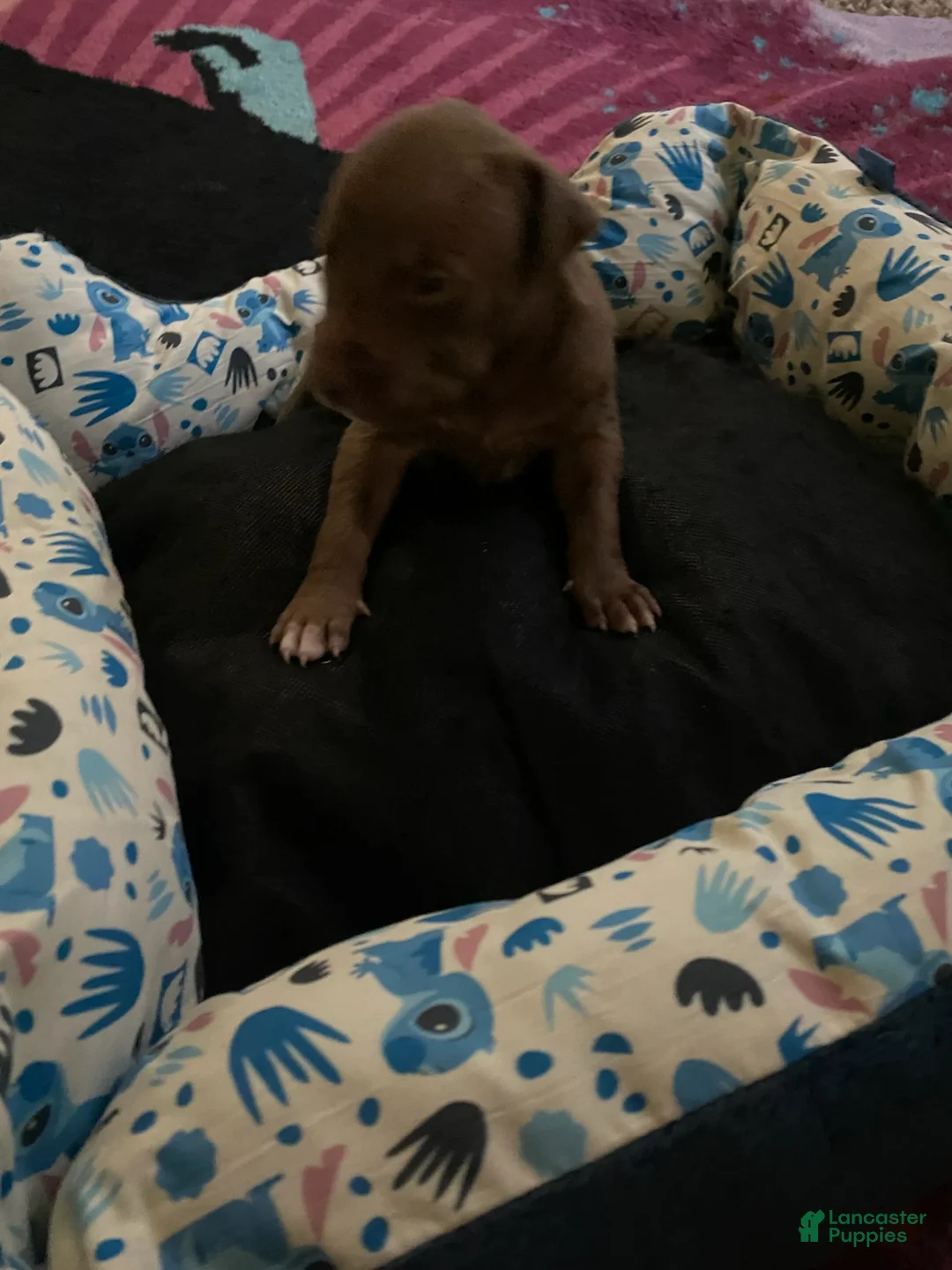 Mixed Breed dogs for sale: Boy 3 - Ad 1