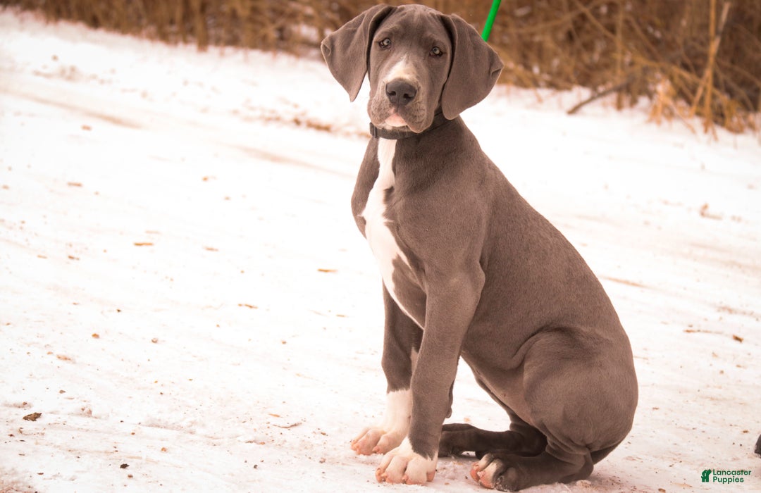Great Dane dogs for sale: Liberty - Ad 8