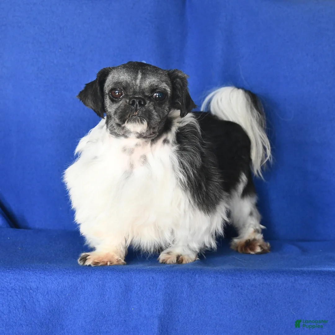 Shih Tzu dogs for sale: Buddy - Ad 7