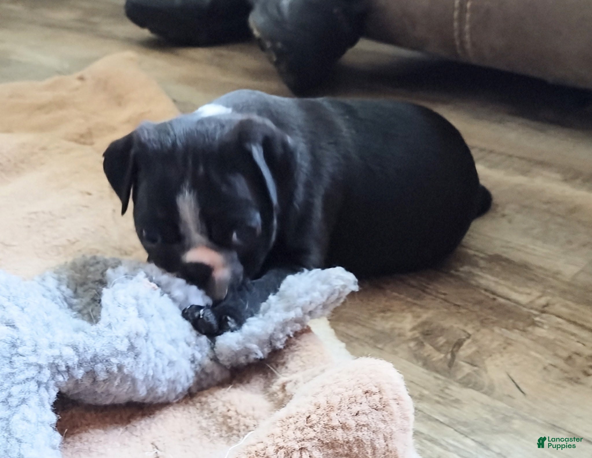 Pug dogs Pug Puppy 3 - Ad 6