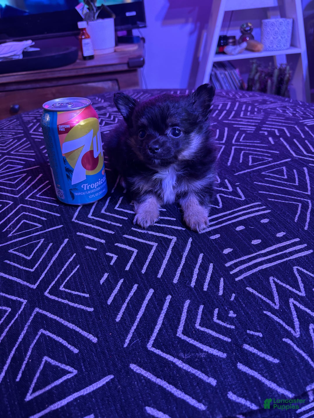 Pomchi dogs for sale: Pomchi Puppy 1 - Ad 4