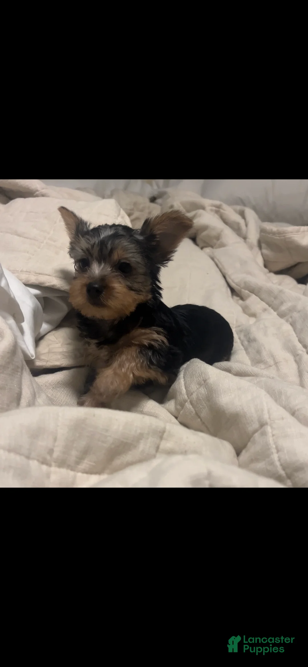 Yorkshire Terrier dogs for sale: Female - Ad 5