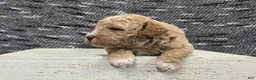 Miniature Poodle dogs for sale: Teddy  - Ad 6