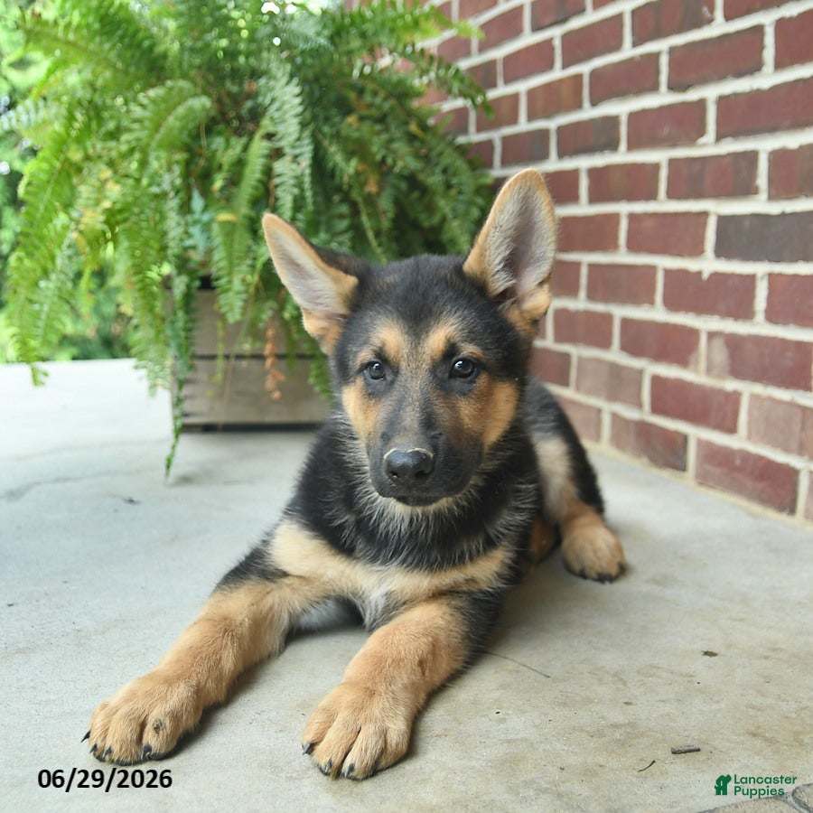 German Shepherd dogs Buddy - Ad 2