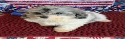 Cockapoo dogs for sale: Buttons - Ad 2