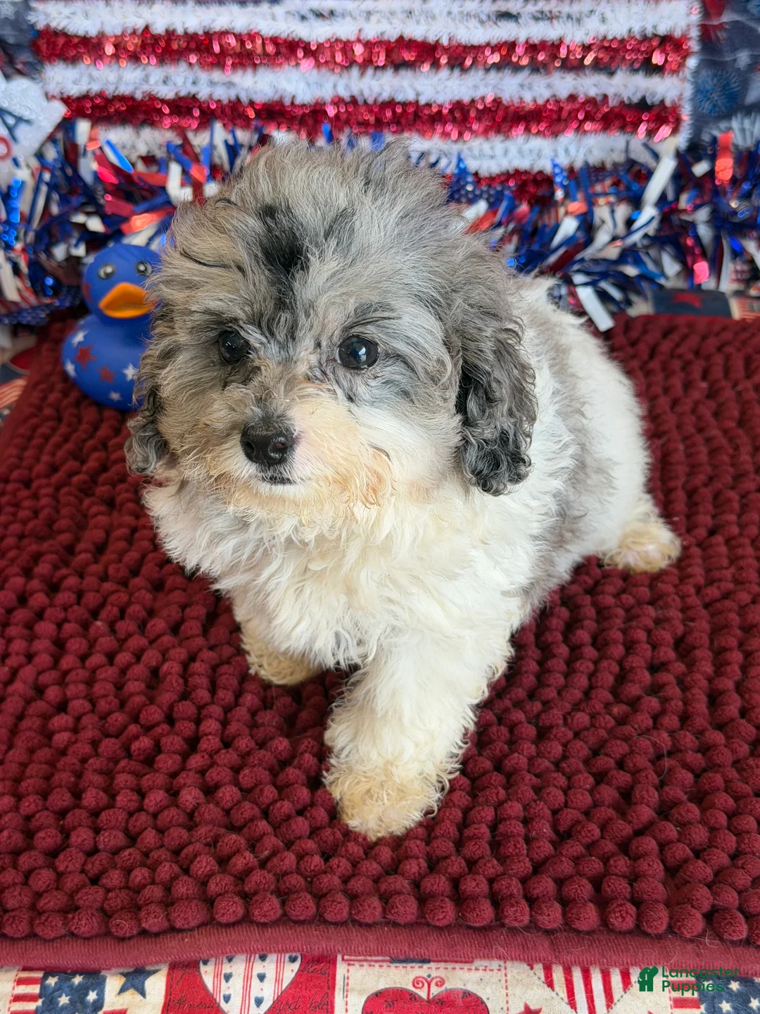 Cockapoo dogs for sale: Buttons - Ad 2