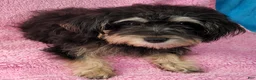 Yorkiepoo dogs for sale: Jewel Sunshine - Ad 6