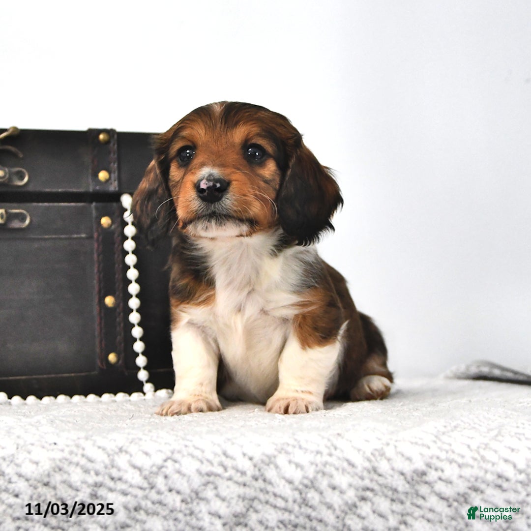 Miniature Dachshund dogs for sale: Sailor - Ad 3