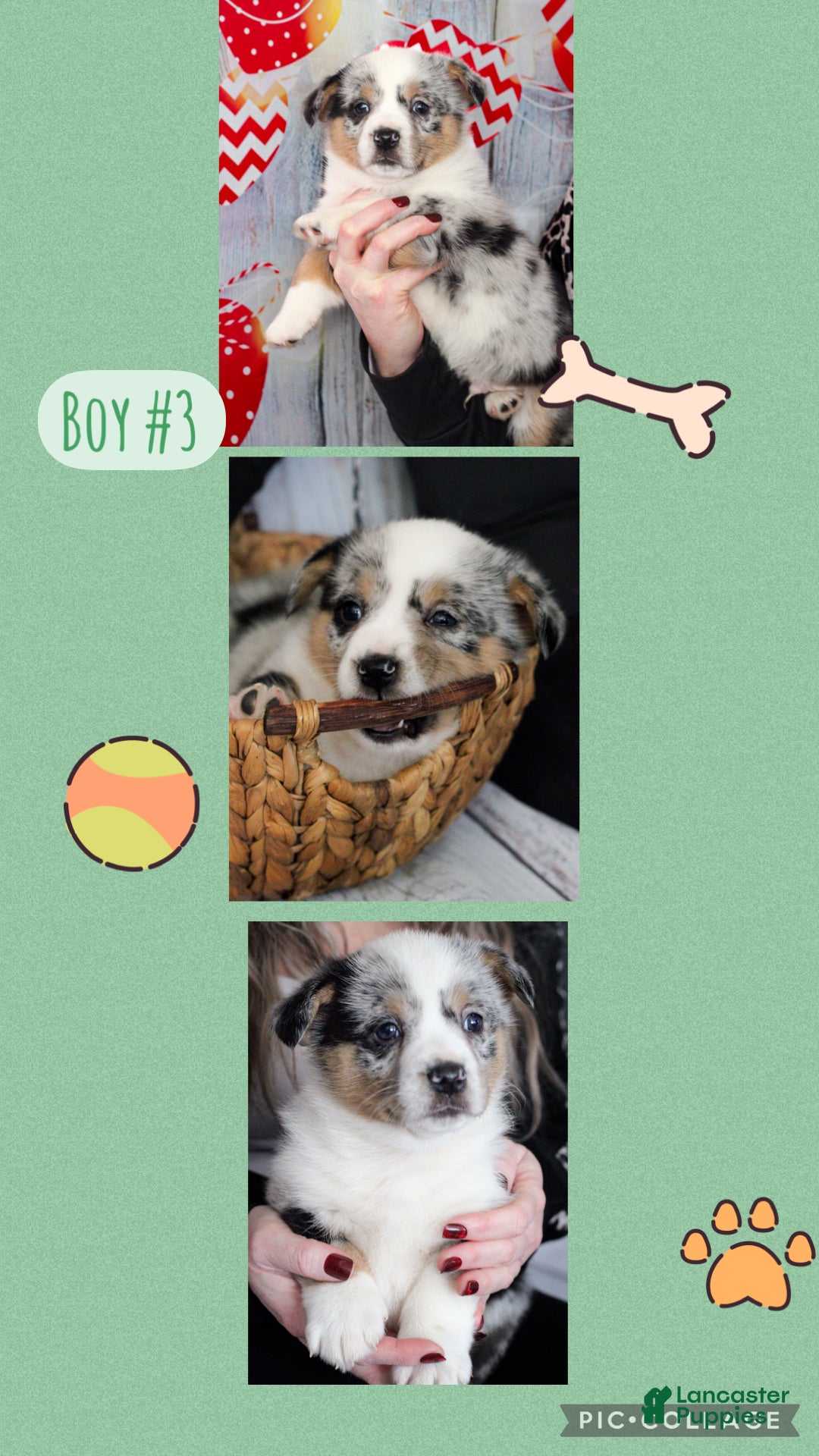 Welsh Corgi Pembroke dogs Welsh Corgi Pembroke Puppy 2 - Ad 3