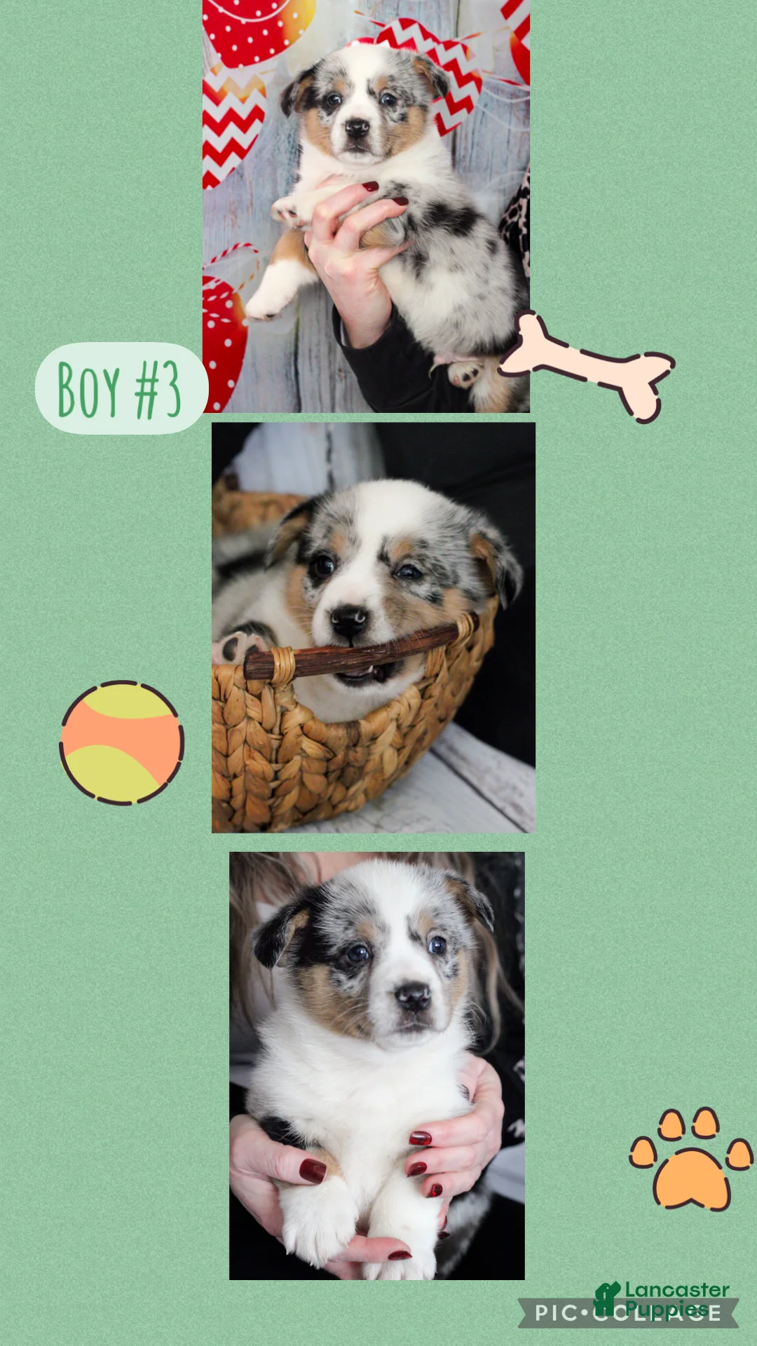 Welsh Corgi Pembroke dogs for sale: Welsh Corgi Pembroke Puppy 2 - Ad 1