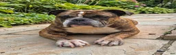 English Bulldog dogs for sale: English Bulldog (Bella) - Ad 3