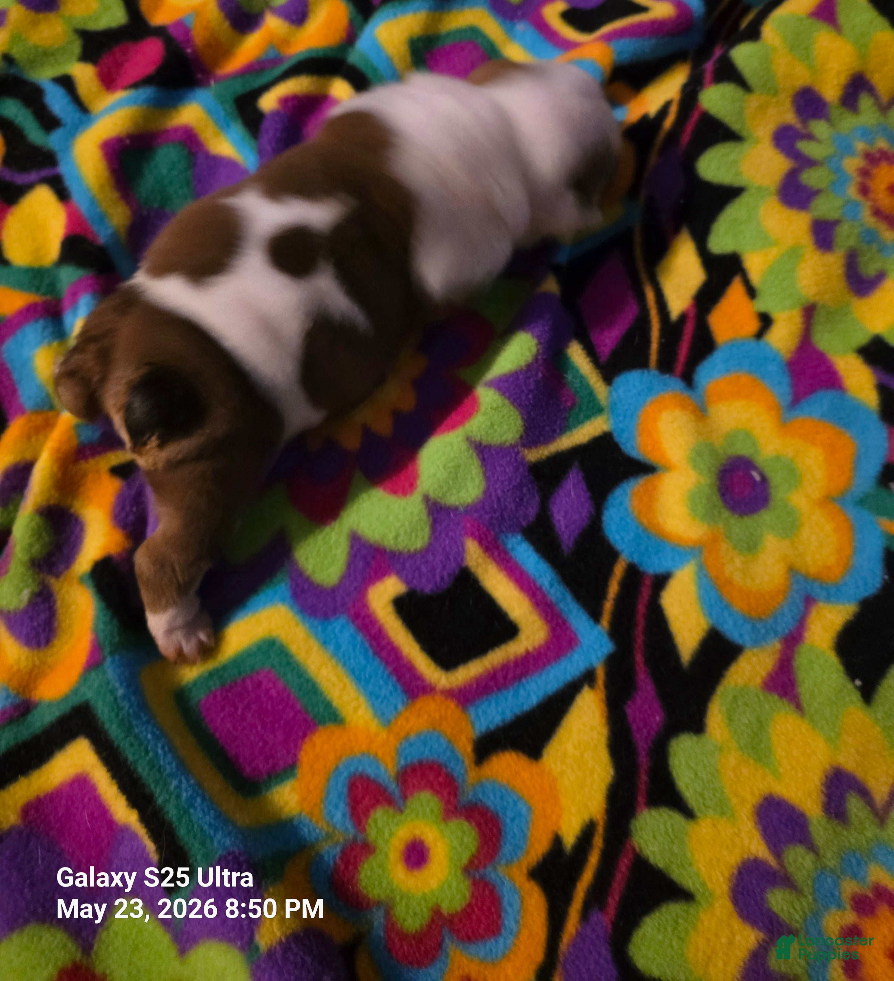 English Bulldog dogs Lola - Ad 4