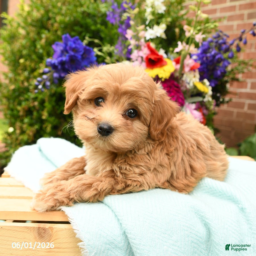 Maltipoo dogs for sale: Lake  - Ad 3