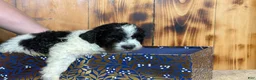 Sheepadoodle dogs for sale: Harlan - Ad 3