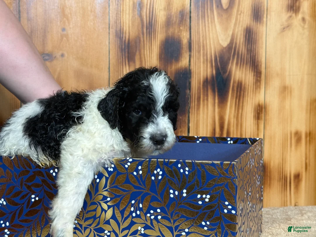 Sheepadoodle dogs for sale: Harlan - Ad 3