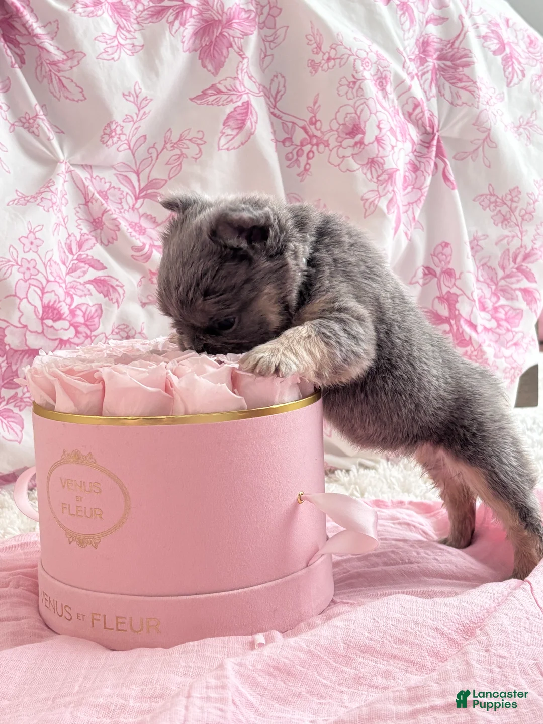 French Bulldog dogs for sale: Fergie - Ad 3