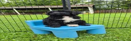 Mini Sheepadoodle dogs for sale: Stella - Ad 4