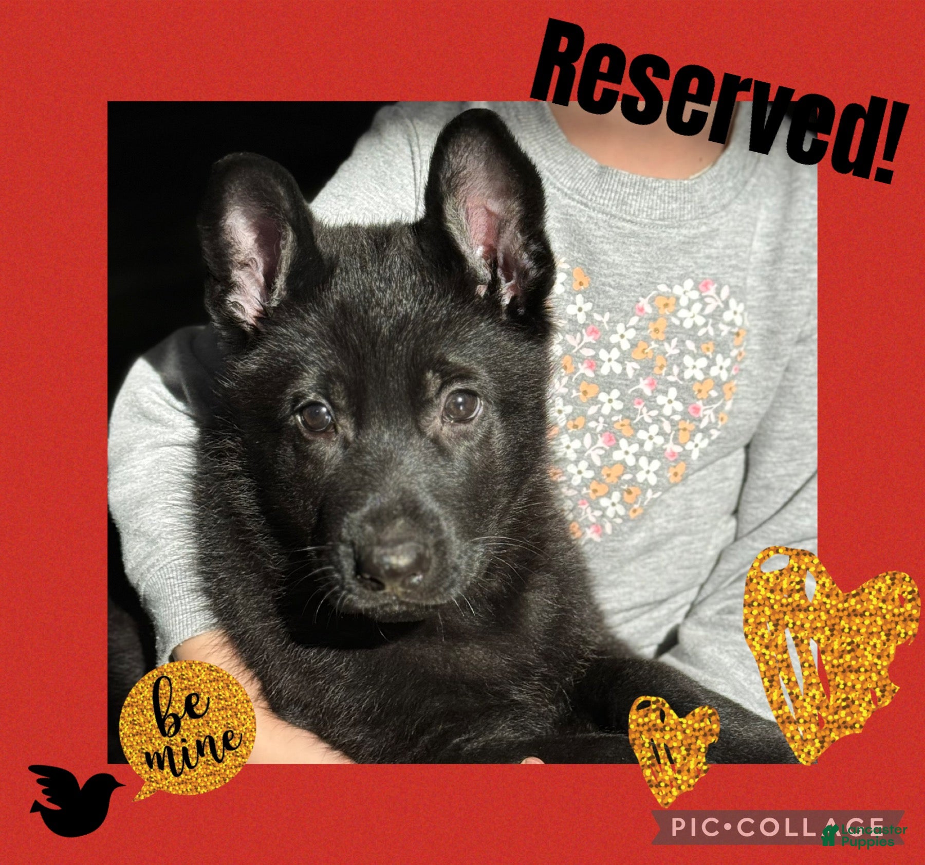 German Shepherd dogs Durango - Ad 1