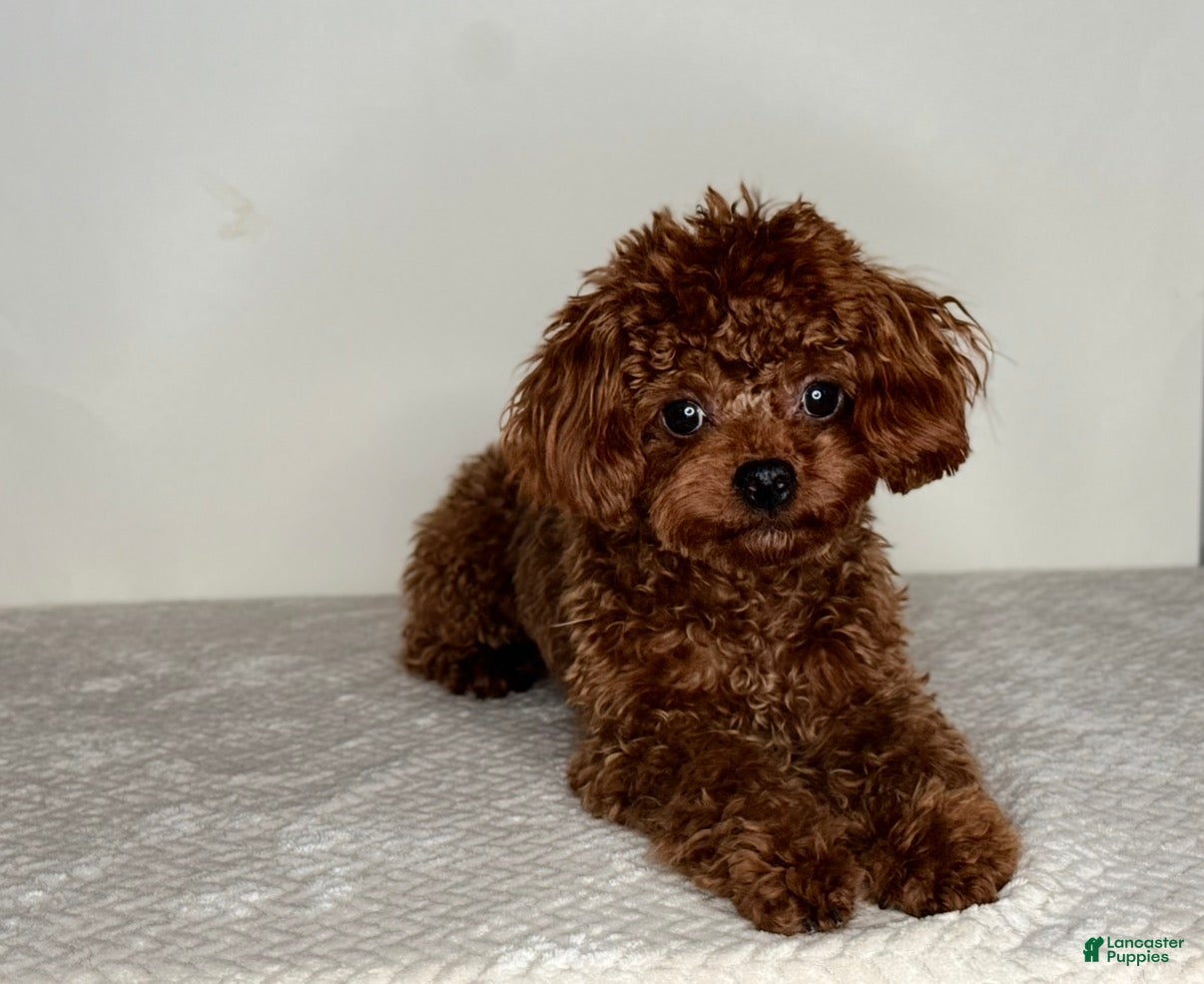 Toy Poodle dogs Chinese Imported Toy Poodle Stud - Ad 1