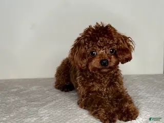 Toy Poodle dogs for stud: Chinese Imported Toy Poodle Stud - Ad 2
