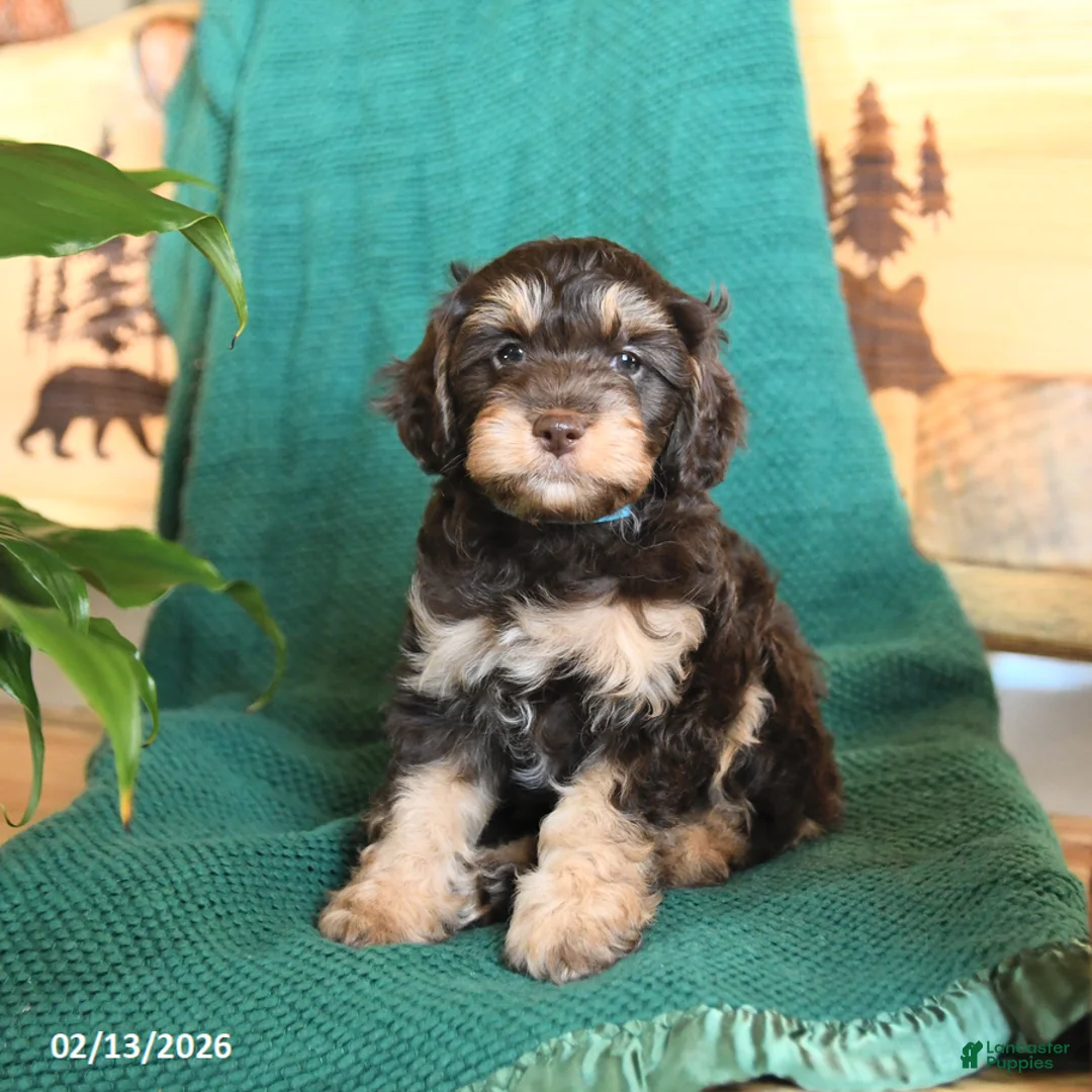 Cockapoo dogs for sale: Marco - Ad 1