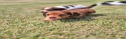 Miniature Dachshund dogs for sale: Deuce - Ad 5