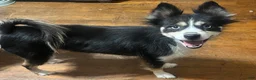 Pomsky dogs for sale: Black  - Ad 3