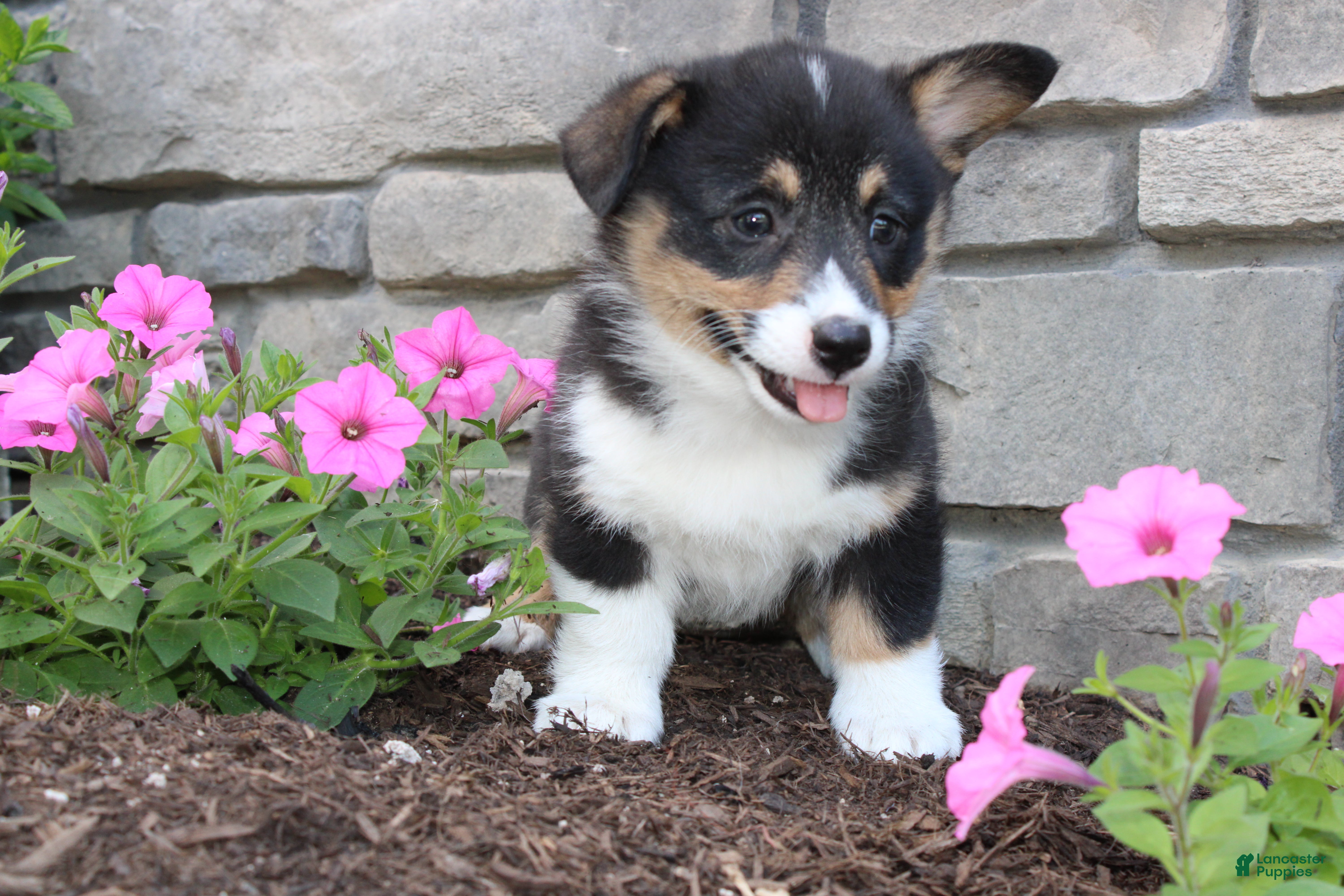 Welsh Corgi Pembroke dogs Dallas - Ad 2