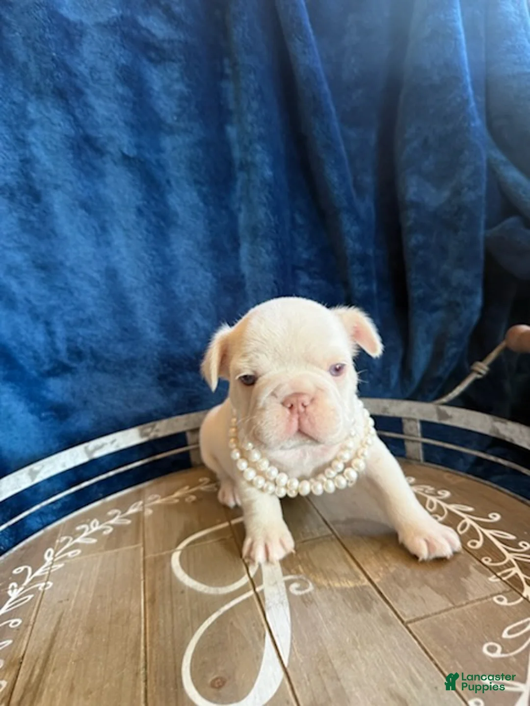 French Bulldog dogs for sale: Girl - Ad 6
