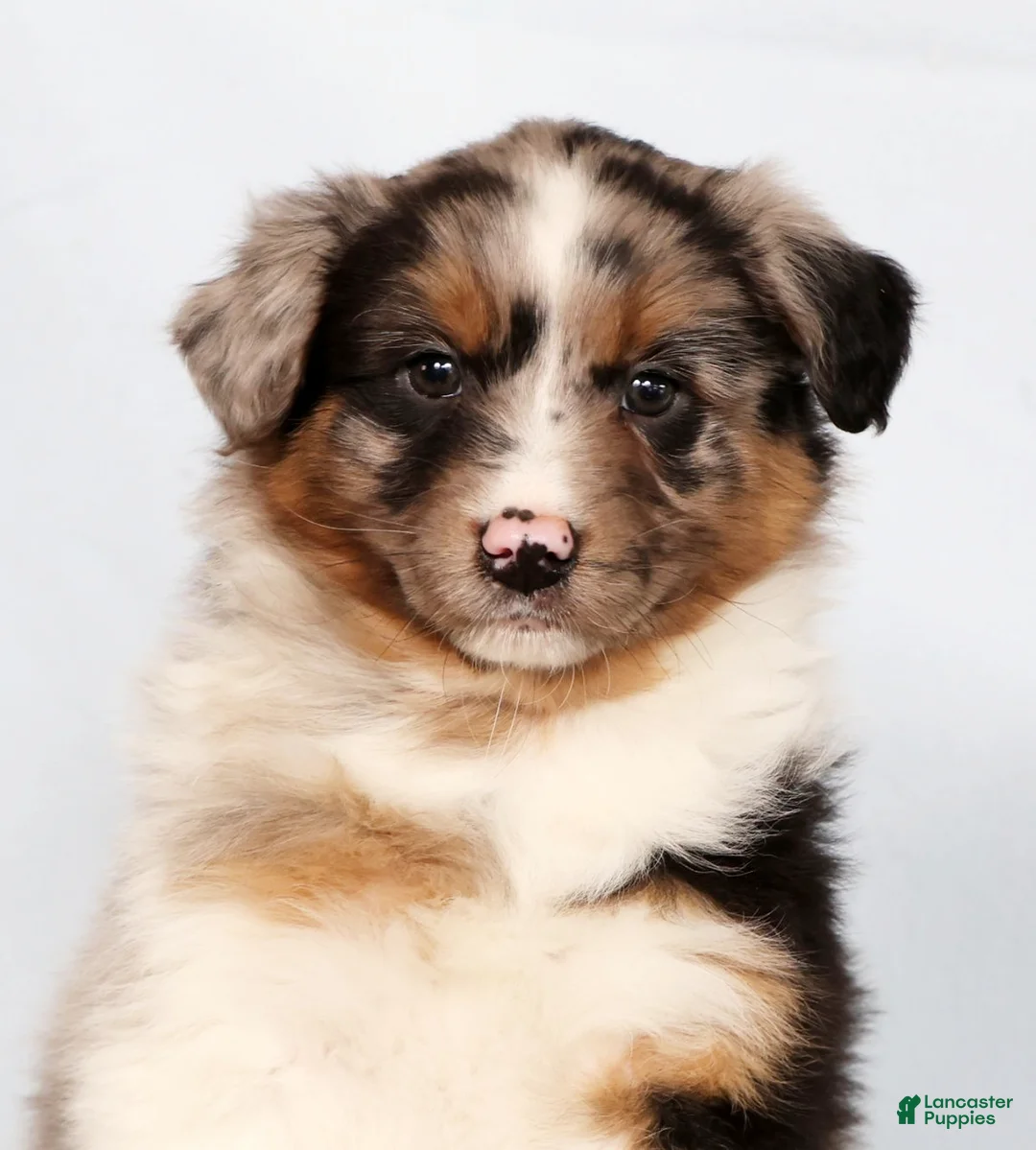 Australian Shepherd dogs for sale: Jerry - Ad 9
