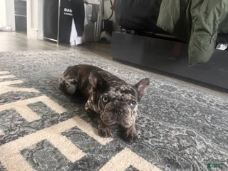 Harlow