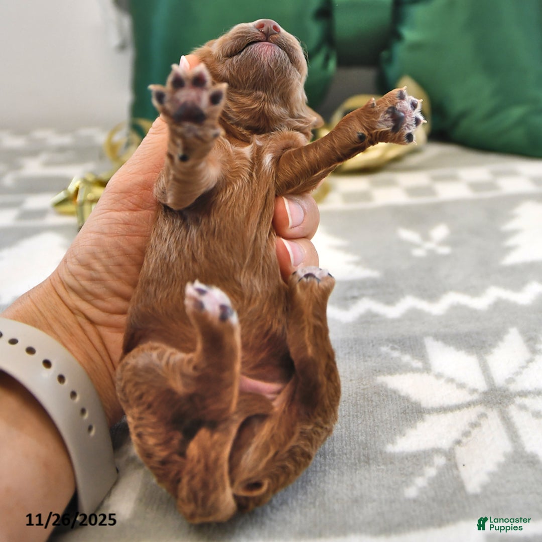 Mini Goldendoodle dogs for sale: Forest - Ad 3