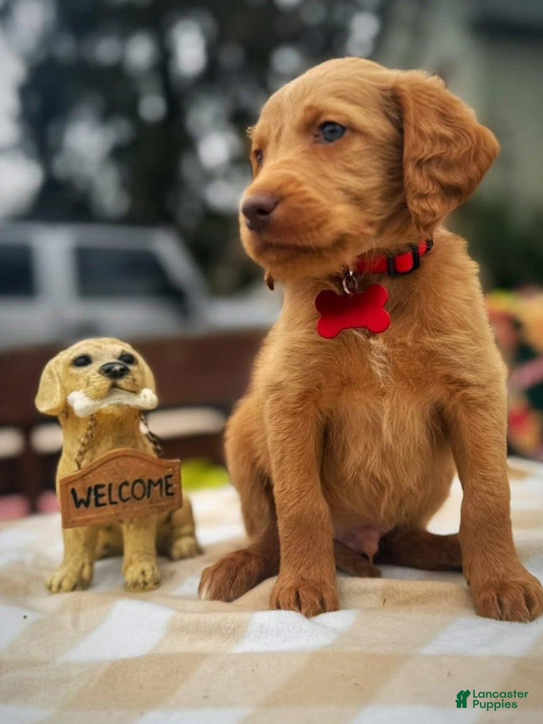 Labradoodle dogs for sale: Labradoodle Puppy 1 - Ad 8